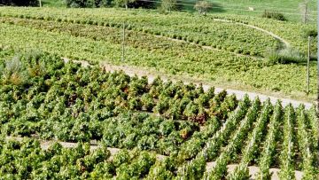 Désherbage vigne